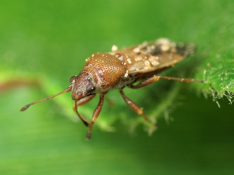 Cymus melanocephalus Fieber, 1861